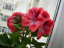 DSC04445