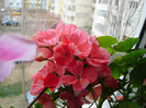 DSC04450
