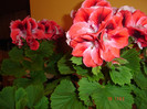 DSC04453