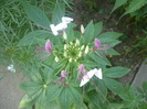 P1110755