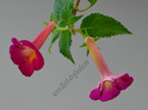 Achimenes Red Giant
