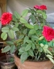 31 august 2012-flori 006