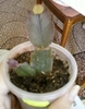 31 august 2012-flori 022