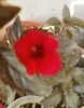 31 august 2012-flori 004