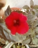 31 august 2012-flori 015