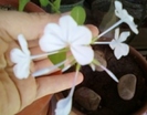 plumbago bleu (auriculata)