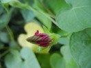 Double Pink Morning Glory (2012, Aug.31)