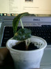 alocasia-multumesc duduca !