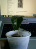 31 august 2012-flori 041