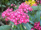 Pentas Graffiti Bright Red (2012, Aug.31)