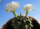 Gymnocalycium