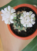 Gymnocalycium.