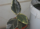 DSCN4478