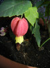 Abutilon megapotamicum (2012, Aug.31)