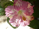 P1170948