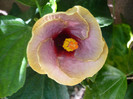 P1170979