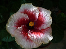 P1170981