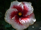P1170982