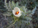 Hibiscus trionum (2012, Aug.31)