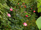 DSCN9090