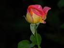 DSCN9094