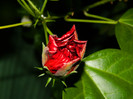 DSCN9105
