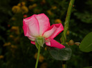 DSCN9132