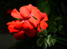 DSCN9133