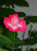 DSCN9136