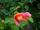 DSCN9140