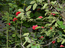 DSCN9145