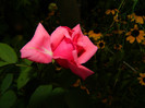 DSCN9146