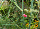DSCN9149