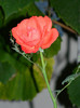 DSCN9152