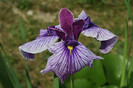 Iris sanguinea