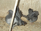 DSC00455