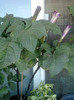 1 septembrie 2012-flori 013