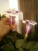 1 septembrie 2012-flori 027