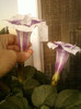datura mov