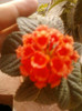 1 septembrie 2012-flori 033