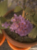 buddleia-"magnet" pt fluturi...