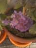 1 septembrie 2012-flori 030