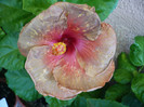 P1180010