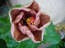 P1180048