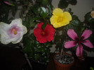 Hibiscus grup