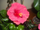 Hibiscus Helene