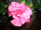 Hibiscus ciclam