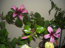 Hibiscus Fidjian Island