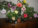 Hibiscus grup