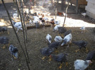 DSCN2739